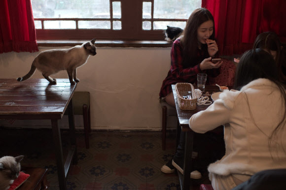 24일(현지시간) 고양이 카페에서 한 고양이가 손님을 보고 있다. AFP 연합뉴스