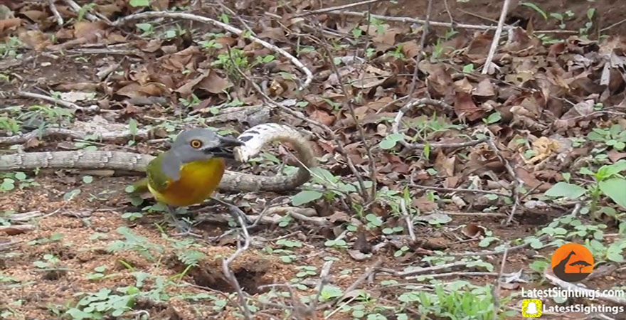 유튜브 영상 캡처