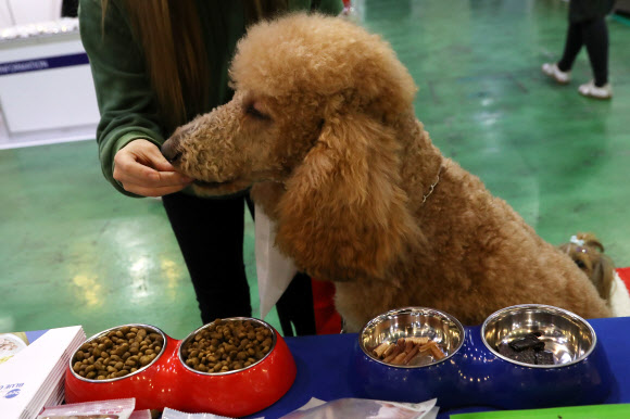 25일 오후 서울 서초구 aT센터에서 열린 반려동물용품 종합박람회 ’2016 제20회 코리아펫쇼’에서 관람객이 반려동물에게 사료를 주고 있다. 이번 박람회에는 사료, 간식, 애견패션 미용도구 등 애완용품 및 관련 단체가 참여하며, 장애견 달리기, 믹스견 콘테스트 등 볼거리로 27일까지 열린다.    연합뉴스