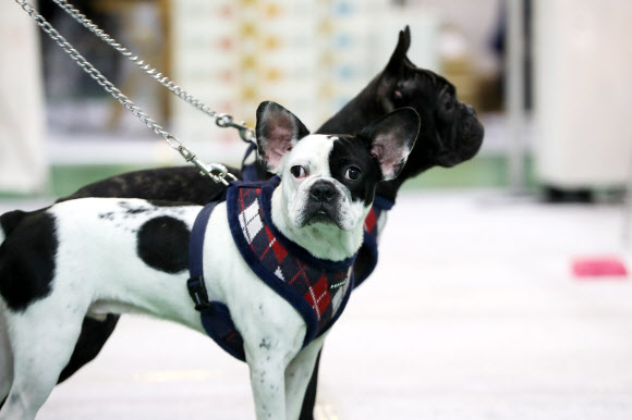 25일 오후 서울 서초구 aT센터에서 반려동물용품 종합박람회 ’2016 제20회 코리아펫쇼’가 진행되고 있다. 이번 박람회에는 사료, 간식, 애견패션 미용도구 등 애완용품 및 관련 단체가 참여하며, 장애견 달리기, 믹스견 콘테스트 등 볼거리로 27일까지 열린다.    연합뉴스