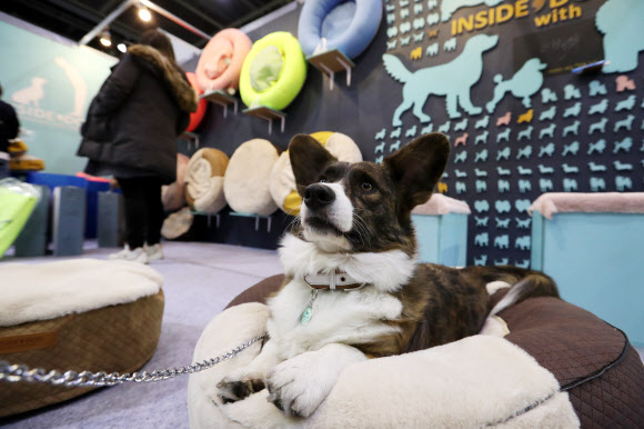 25일 오후 서울 서초구 aT센터에서 열린 반려동물용품 종합박람회 ’2016 제20회 코리아펫쇼’에서 관람객이 전시장을 둘러보고 있다. 이번 박람회에는 사료, 간식, 애견패션 미용도구 등 애완용품 및 관련 단체가 참여하며, 장애견 달리기, 믹스견 콘테스트 등 볼거리로 27일까지 열린다.     연합뉴스