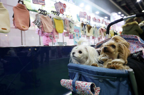 25일 오후 서울 서초구 aT센터에서 열린 반려동물용품 종합박람회 ’2016 제20회 코리아펫쇼’에 애견패션 제품들이 마련되어 있다. 이번 박람회에는 사료, 간식, 애견패션 미용도구 등 애완용품 및 관련 단체가 참여하며, 장애견 달리기, 믹스견 콘테스트 등 볼거리로 27일까지 열린다.  연합뉴스