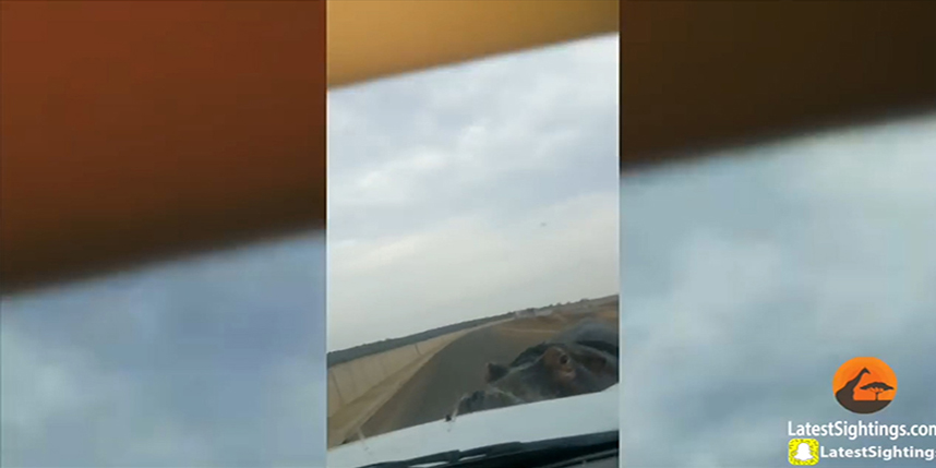 Kruger Sightings 유튜브 채널 캡처