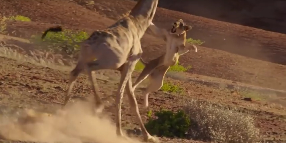 BBC ‘플래닛 어스2’ 사막편 캡처