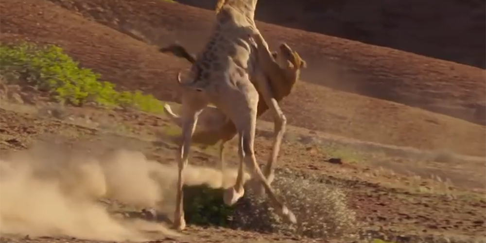 BBC ‘플래닛 어스2’ 사막편 캡처