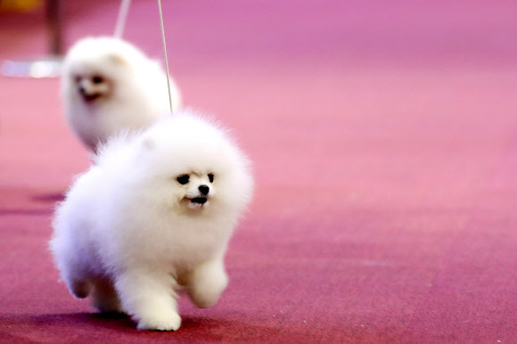 4일 서울 서초구 양재동 aT센터에서 열린 2016 FCI 국제 도그쇼 및 핸들링 콘테스트에 나온 견공들이 핸들링 심사를 받고 있다.  연합뉴스