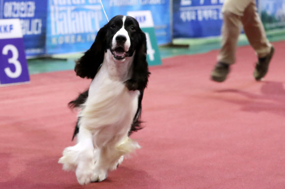 4일 서울 서초구 양재동 aT센터에서 열린 2016 FCI 국제 도그쇼 및 핸들링 콘테스트에 나온 견공이 핸들링 심사를 받고 있다.  연합뉴스