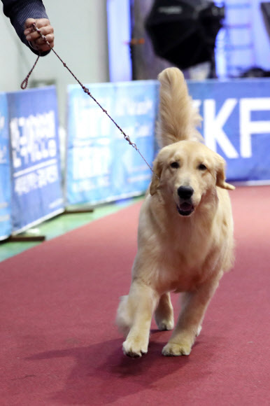 4일 서울 서초구 양재동 aT센터에서 열린 2016 FCI 국제 도그쇼 및 핸들링 콘테스트에 나온 견공이 핸들링 심사를 받고 있다.  연합뉴스
