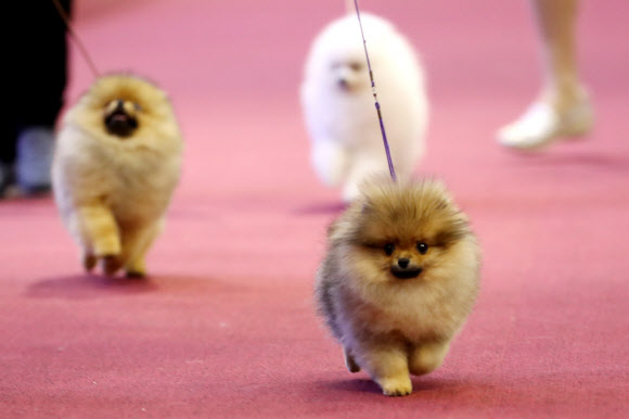 4일 서울 서초구 양재동 aT센터에서 열린 2016 FCI 국제 도그쇼 및 핸들링 콘테스트에 나온 견공들이 핸들링 심사를 받고 있다.  연합뉴스