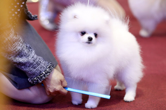 4일 서울 서초구 양재동 aT센터에서 열린 2016 FCI 국제 도그쇼 및 핸들링 콘테스트에 나온 견공이 심사를 준비하고 있다.  연합뉴스