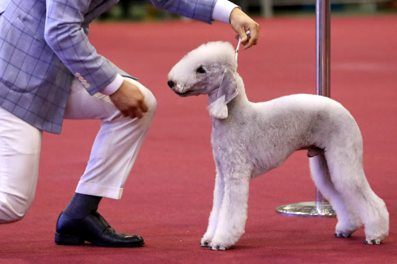 4일 서울 서초구 양재동 aT센터에서 열린 2016 FCI 국제 도그쇼 및 핸들링 콘테스트에 나온 견공이 심사를 준비하고 있다.  연합뉴스