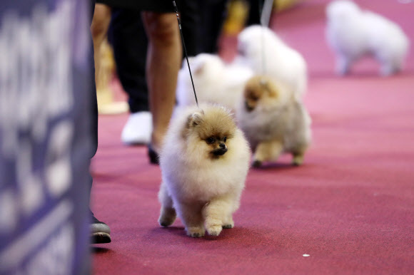 4일 서울 서초구 양재동 aT센터에서 열린 2016 FCI 국제 도그쇼 및 핸들링 콘테스트에 나온 견공들이 심사를 받고 있다. 연합뉴스