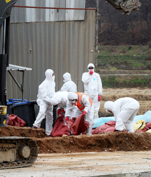 경기도 화성시의 한 종계 농장에서 지난 30일 오후 방역 관계자들이 닭을 살처분 하고 있다. 연합뉴스
