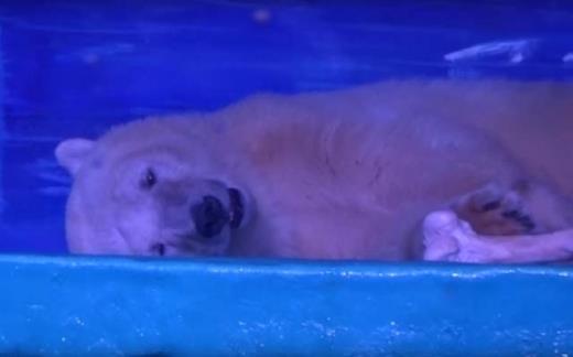 중국 쇼핑몰의 한 관람실에 갇혀 힘없이 누워 있는 북극곰 ‘피자’는 ‘세계에서 가장 슬픈 북극곰’으로 불리며 전 세계인의 안타까움을 샀다. 동영상 캡처