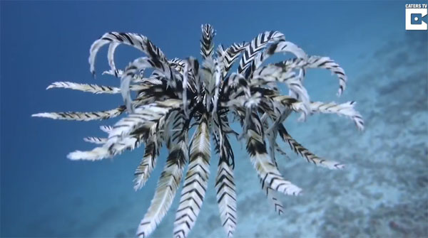 Caters Clips 유튜브 캡처 