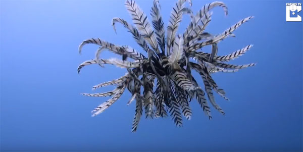 Caters Clips 유튜브 캡처 