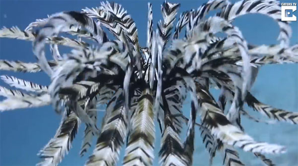 Caters Clips 유튜브 캡처