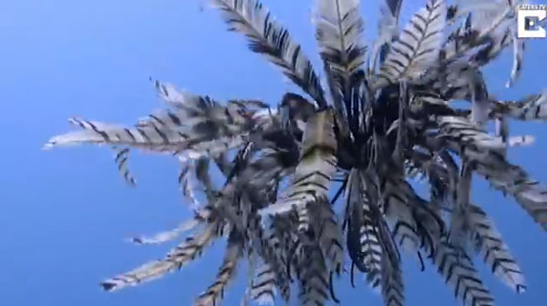 Caters Clips 유튜브 캡처