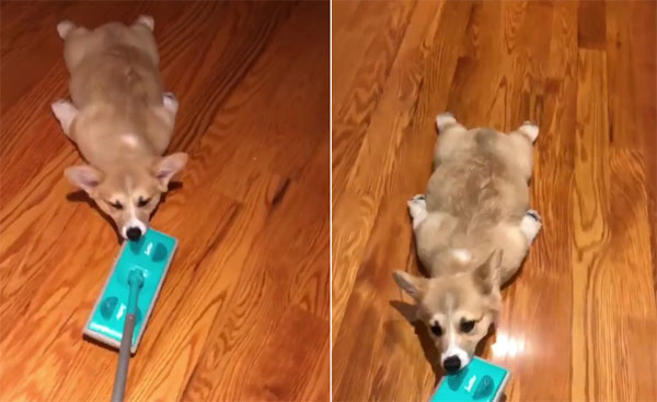 mrbean.thecorgi Instagram 캡처