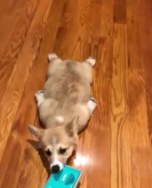 mrbean.thecorgi Instagram 캡처