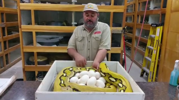 Prehistoric Pets Instagram