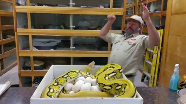 Prehistoric Pets Instagram