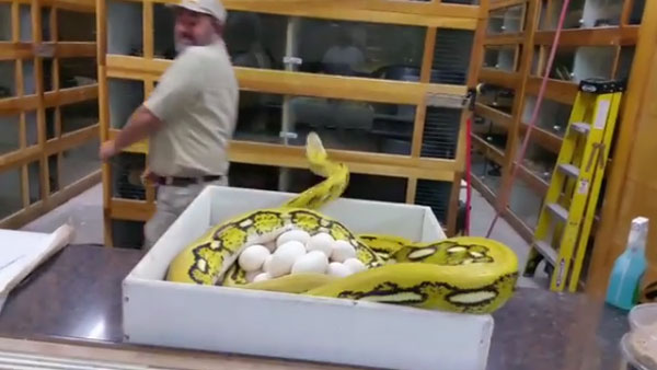 Prehistoric Pets Instagram