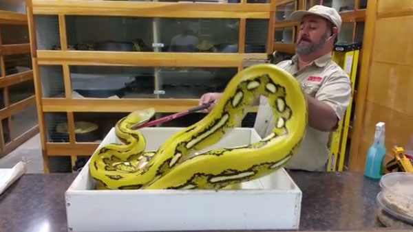 Prehistoric Pets Instagram