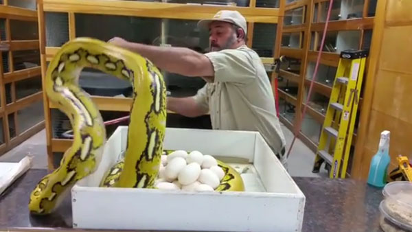 Prehistoric Pets Instagram