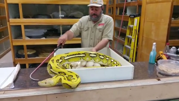 Prehistoric Pets Instagram