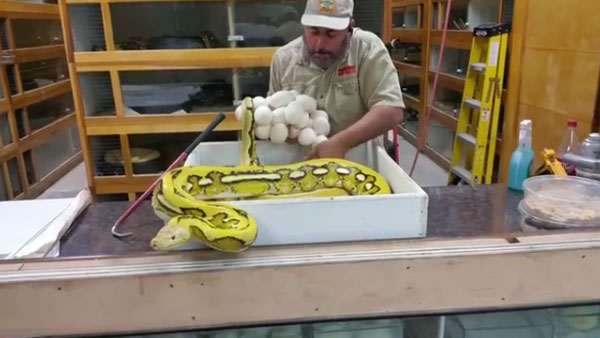 Prehistoric Pets Instagram