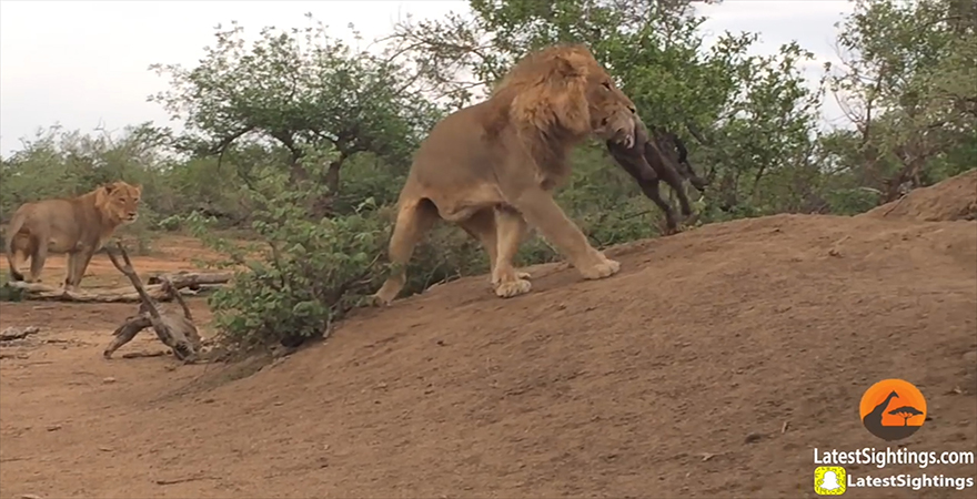 Kruger Sightings 유튜브 채널 캡처