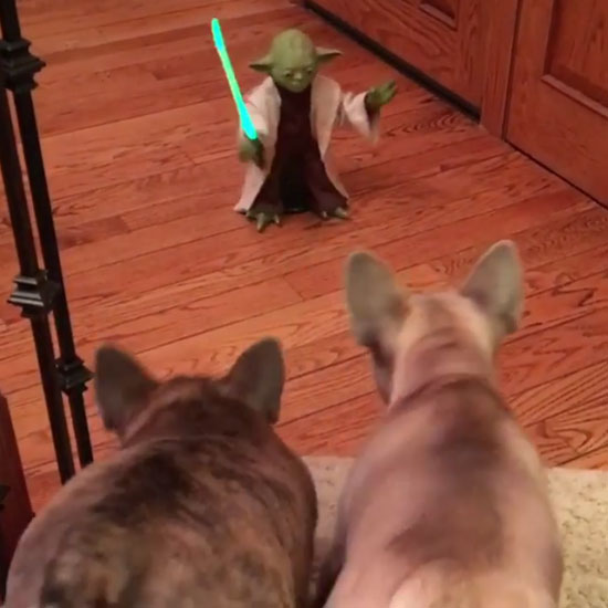 adventures of crockett & tubb Instagram