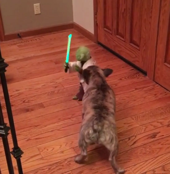 adventures of crockett & tubb Instagram