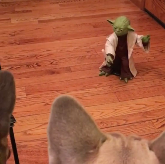 adventures of crockett & tubb Instagram