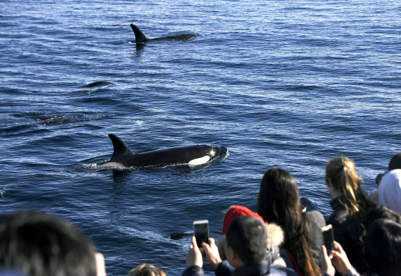 20일(현지시간) 미국 캘리포니아주 롱비치에 나타난 고래떼를 보기 위해 몰려든 관광객들이 사진을 찍고 있다. AP 연합뉴스