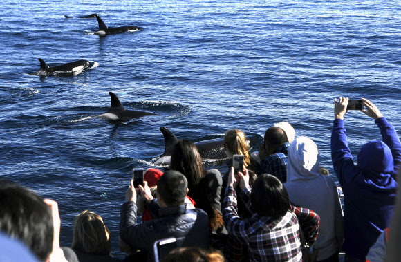 20일(현지시간) 미국 캘리포니아주 롱비치에 나타난 고래떼를 보기 위해 몰려든 관광객들이 사진을 찍고 있다. AP 연합뉴스