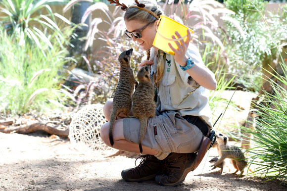 21일(현지시간) 호주 뉴사우스웨일스주 시드니의 타롱가 동물원에서 미어캣 두 마리가 사육사의 무릎 위에 올라와 사육사를 바라보고 있다. EPA 연합뉴스