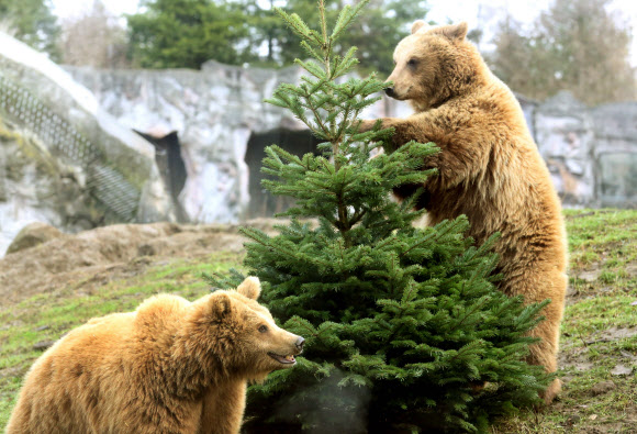 23일(현지시간) 독일 겔젠키르헨의 동물원에서 곰 두 마리가 크리스마스를 기념해 설치한 트리에 관심을 보이며 주변을 맴돌고 있다. AFP 연합뉴스