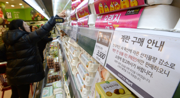 전국적으로 번진 AI영향으로 시중 계란의 유통량이 줄어든 26일 서울의 한 대형마트에서 시민들이 계란을 고르고 있다. 2016.12.26 박지환기자 popocar@seoul.co.kr