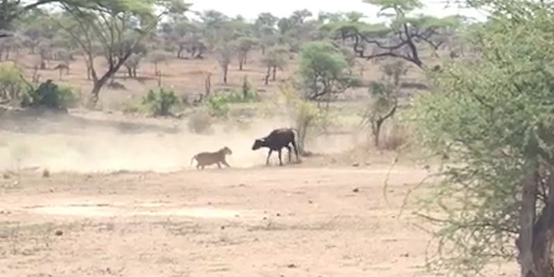 지난 16일 탄자니아 세렝게티 국립공원에서 사자와 들소가 대치하고 있다. [사진=시민 제보] 