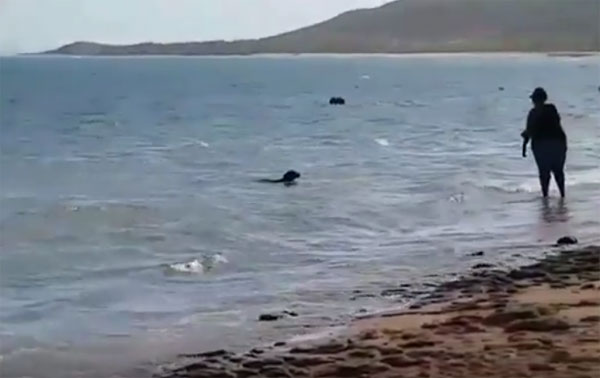 Meroma Whap Facebook