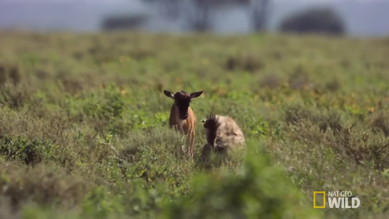 새끼 누와 새끼 하이에나가 술래잡기를 하며 뛰놀고 있다. [유튜브 영상 캡처]
