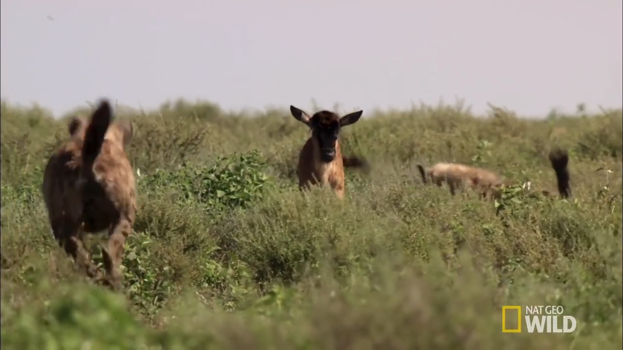 어미 새끼 하이에나의 등장으로 두 녀석은 서로가 먹이사슬 관계에 놓여있다는 것을 깨닫는다. [유튜브 영상 캡처]