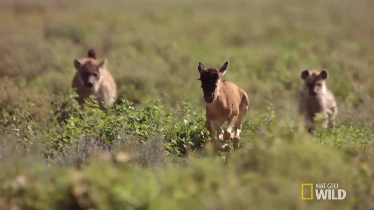 더 이상 놀이가 아니다. 새끼 누가 하이에나를 피해 달아나고 있다. [유튜브 영상 캡처]