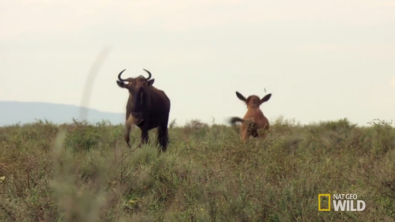 하이에나에게서 쫓기던 새끼 누가 어미 누를 만나고 안도의 한숨을 내쉰다. [유튜브 영상 캡처]