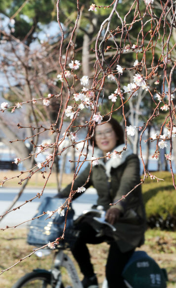 겨울 맞나?…춘추화 ’활짝’