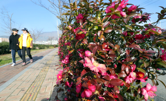 동백꽃 길 따라 산책…