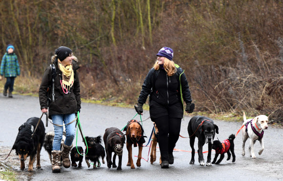 발레리(왼쪽)과 노라가 2일(현지시간) 독일 베를린 토이펠스베르크 산 근처 숲에서 개들을 산책시키고 있다.  AP 연합뉴스