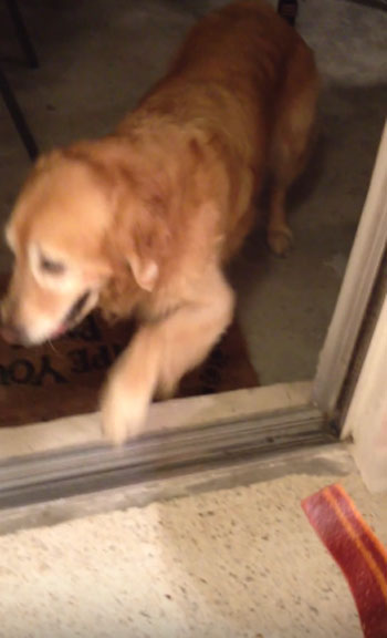 Brittany Gaunt youtube